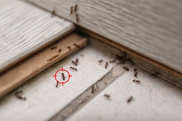 Best Best Pest Control Companies  in Derby, KS